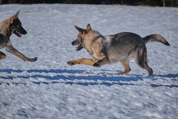 Beautiful German Shepherd dogs playing on a snowy meadow on a sunny winter day in Skaraborg Sweden