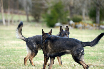 Beautiful German Shepherd dogs playing in a meadow on a sunny spring day in Skaraborg Sweden