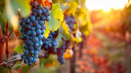 Fensteraufkleber Sunset glow over ripe vineyard grapes © Mustafa