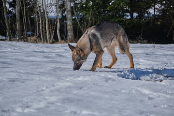 Beautiful German Shepherd dogs playing on a snowy meadow on a sunny winter day in Skaraborg Sweden
