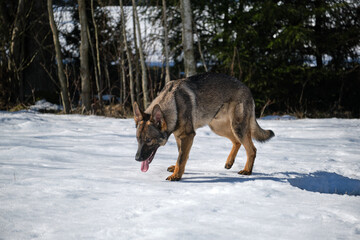Beautiful German Shepherd dogs playing on a snowy meadow on a sunny winter day in Skaraborg Sweden