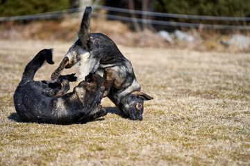 Beautiful German Shepherd dogs playing in a meadow on a sunny spring day in Skaraborg Sweden