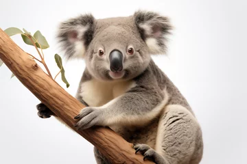 Foto op Plexiglas Koala over isolated white background. Animal © luismolinero