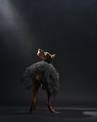 A sleek standard pinscher dog strikes a dynamic pose, adorned with a delicate tutu, enveloped in atmospheric mist - 754845697