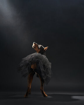A sleek standard pinscher dog strikes a dynamic pose, adorned with a delicate tutu, enveloped in atmospheric mist