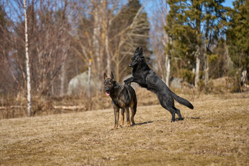 Beautiful German Shepherd dogs playing in a meadow on a sunny spring day in Skaraborg Sweden