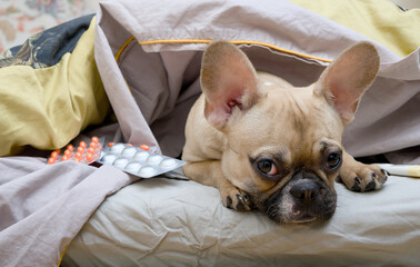 An adorable sad bulldog is lying in bed under a blanket surrounded by various pills.