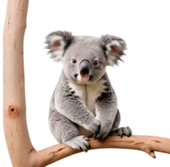 Zelfklevend Fotobehang koala isolated on white, transparent background, png © PREM