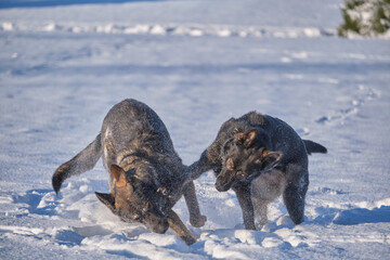 Beautiful German Shepherd dogs playing on a snowy meadow on a sunny winter day in Skaraborg Sweden