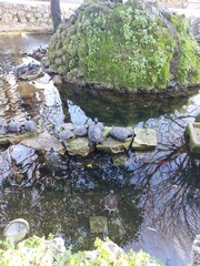 japanese garden pond