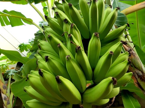 Cacho de Banana - Banana bunch