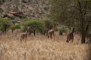 Giraffes in Tsavo East and Tsavo West National Park Kenya