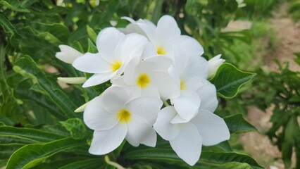 white flowers in the garden