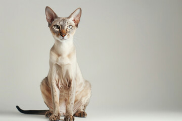 A striking oriental cat with large ears and almond-shaped eyes sits gracefully on a light background - obrazy, fototapety, plakaty