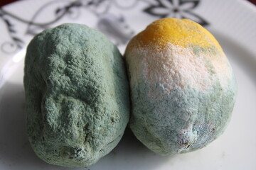 Lemon with mold and fresh lemon isolated on white background. a moldy lemon on a plate. Green moldy lemon. 