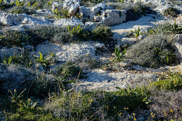 Steiniger Ausblick auf steiniger Landschaft, grün grauer Landschaft, grüne Wüste, Europa Malta 