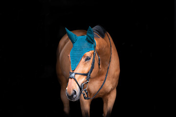Portrait of a bay horse on a black background. A horse on a dark background in a hat