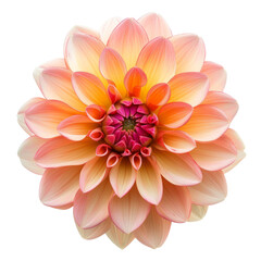 Beauty dahlia isolated on transparent background. 3d rendering