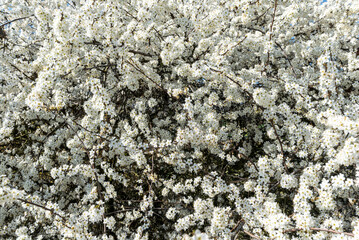 Close up des Geästs eines blühenden Schlehendorns mit vielen weiß leuchtenden Blüten im Frühling