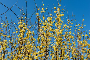 Das Geäst einer gelb blühenden Kornelkirsche oder Herlitze mit vielen Blüten vor blauem, wolkenlosem Himmel im Frühling