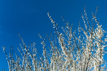 Das Geäst eines weiß blühenden Schlehendorns mit vielen Blüten vor blauem, wolkenlosem Himmel im Frühling - obrazy, fototapety, plakaty