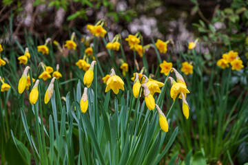 Obraz premium daffodils