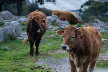 Fototapeta premium Vacas