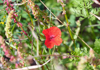 Flowering wild Papaver (lat.- Papaver humile Fedde)