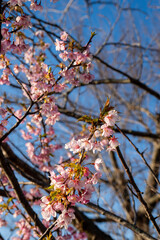 日本の岡山県倉敷市の可憐で美しい河津桜