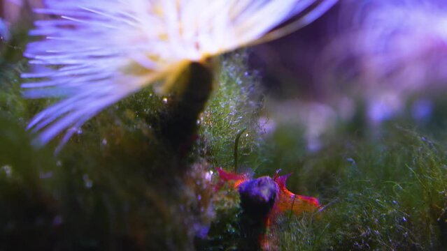 Close up view of a mediterranean fan worm slowly moving underwater.