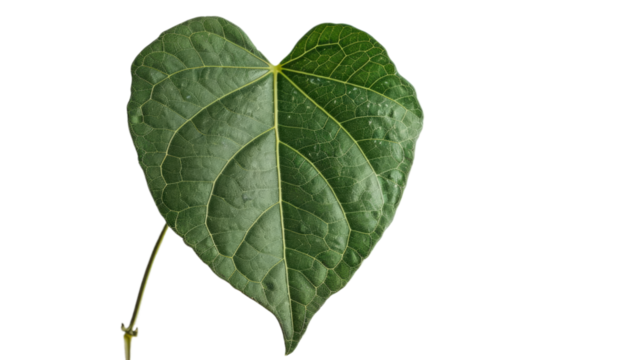 PNG image without background of a heart-shaped leaf - Powered by Adobe