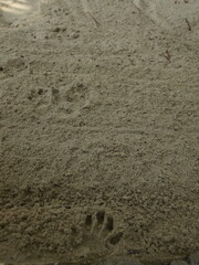 Affenspuren im Sand