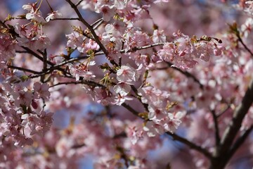 桜の開花、春の訪れ