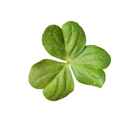 Transparent Good luck four leaf clover