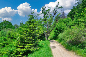 
Ground road through a green forest at summer day