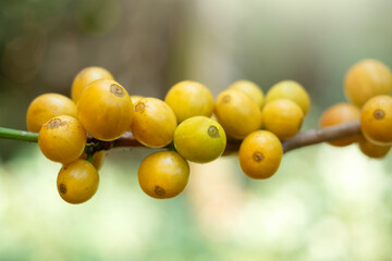 Yellow Bourbon or yellow coffee bean berry plant fresh seed coffee tree growth in eco organic farm, yellow ripe seed berries harvest arabica coffee garden.