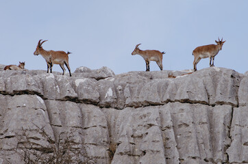 Goats from the Torcal Natural Park, Antequera Málaga