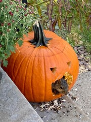 Squirrel peeking its head out of Halloween jack-o-lantern pumpkin - 754866670