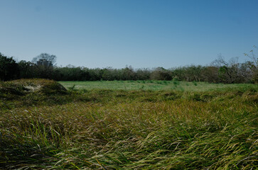 grass and sky