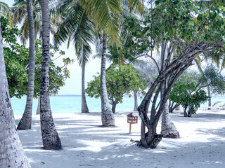 Coconut palms on the white beaches of the Maldivian atolls - 754867474
