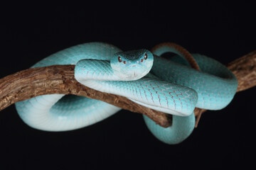 Portrait of a Sunda White-lipped Pit Viper on a branch
