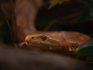 Red snake