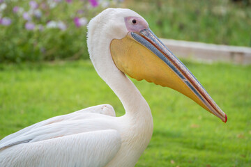 Great white pelican, Pelecanus onocrotalus, Al Areen Wildlife Park