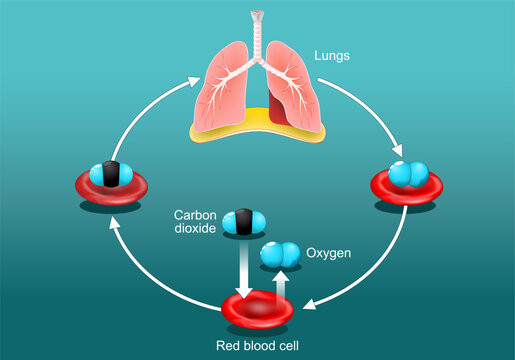 Gas exchange in humans lung. breathing