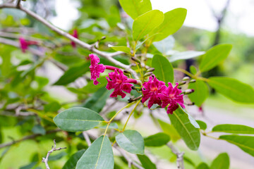 Tabebuia heterophylla red flower on tree