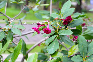 Tabebuia heterophylla red flower on tree