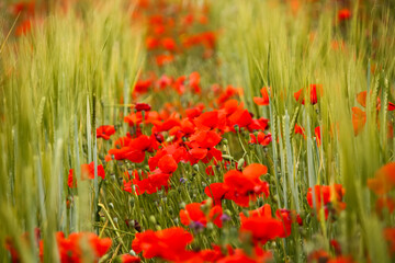 field of red poppies blooms amidst lush green grass, creating a picturesque countryside scene - 754869667