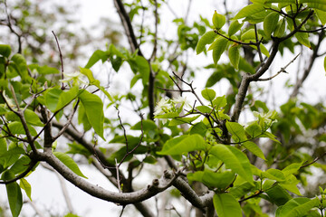 Wrightia sirikitiae D.J.Middleton & Santisuk