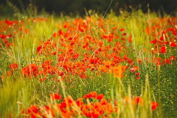 field of red poppies blooms amidst lush green grass, creating a picturesque countryside scene - 754869680