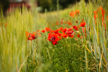 field of red poppies blooms amidst lush green grass, creating a picturesque countryside scene - 754869688